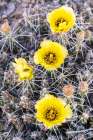 USA, Texas, Big Bend National Park. Blooming club cholla cactus. Art Print